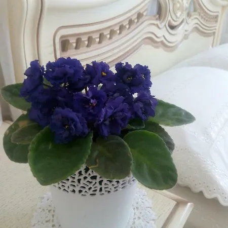 On Kopernik Street 9 Apartman