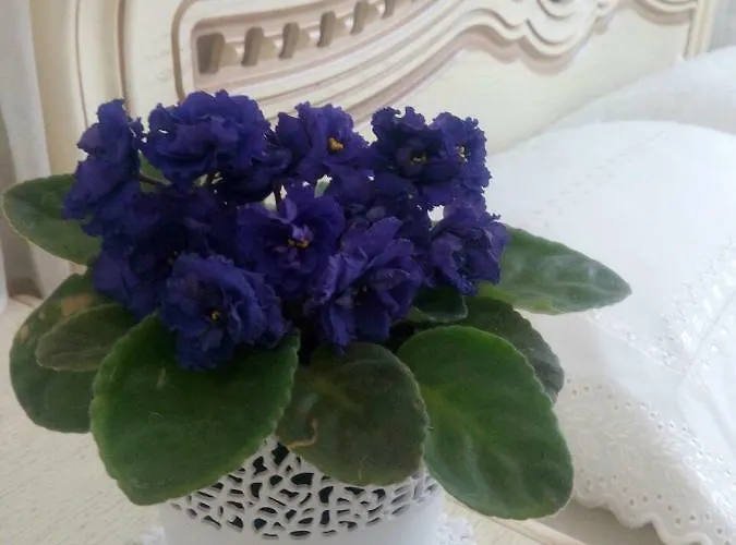 On Kopernik Street 9 Apartman